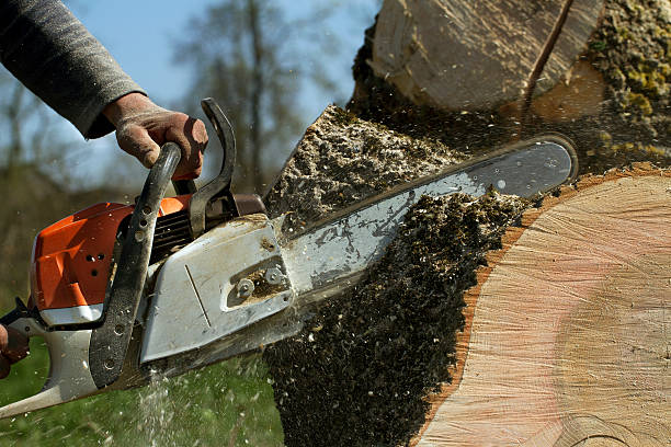 Best Tree Trimming Near Me  in Weidman, MI